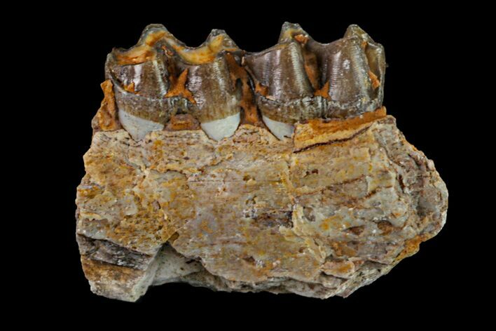 Fossil Horse (Mesohippus) Jaw Section - South Dakota #157476